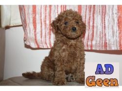 Toy Poodle Puppies Available in Delhi For Sale